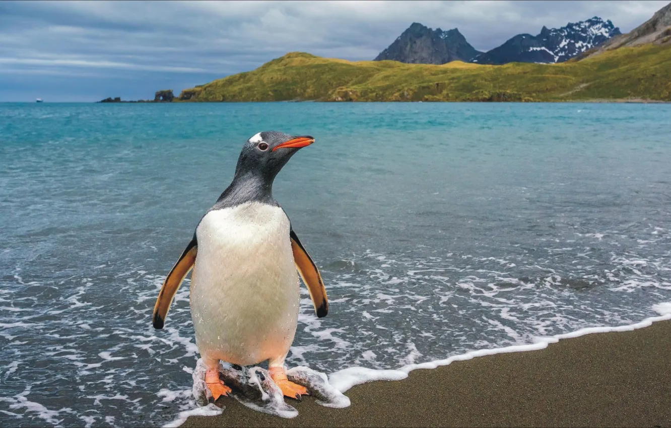 Photo wallpaper look, mountains, nature, the ocean, bird, coast, penguins