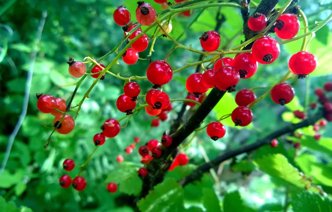 Photo wallpaper nature, plant, currants