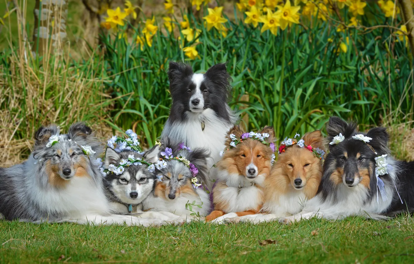 Photo wallpaper dogs, flowers, daffodils, Sheltie, wreaths, The border collie, Shetland Sheepdog, friendly company