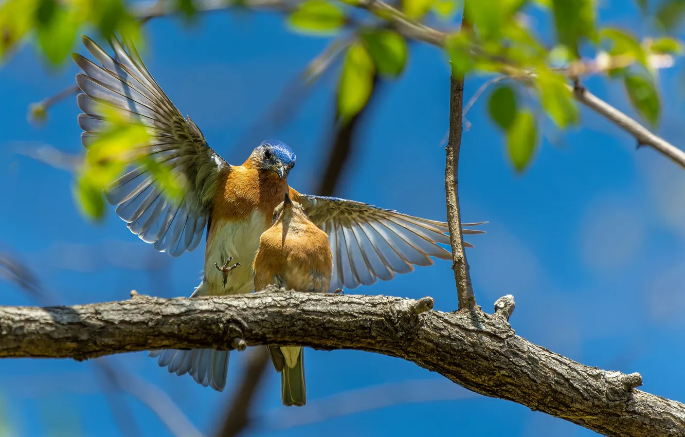 Photo wallpaper branches, Sunny, pticu