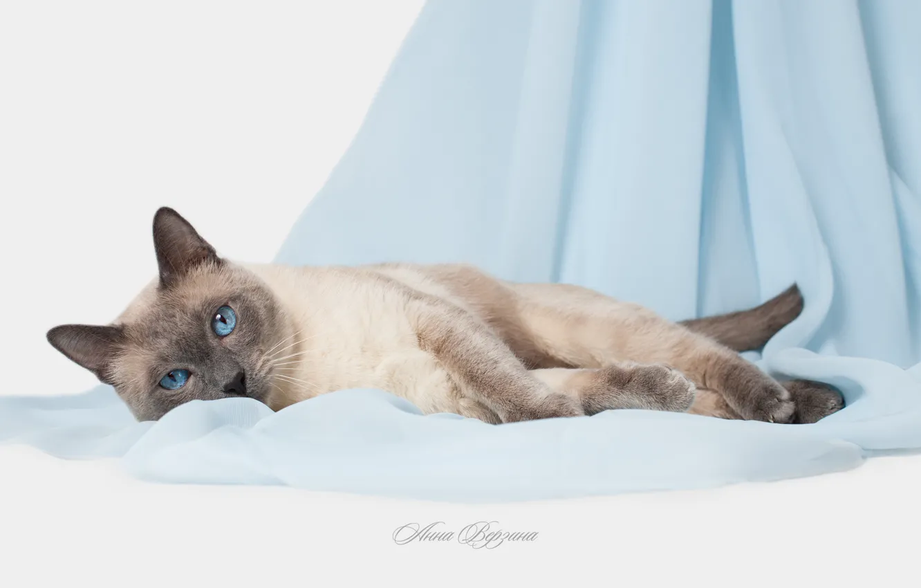 Photo wallpaper cat, eyes, cat, blue eyes, grey background, Thai cat, the Thai cat
