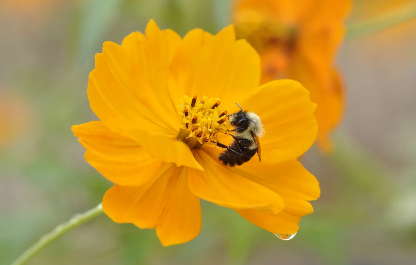 Photo wallpaper drops, flowers, insect, kosmeya