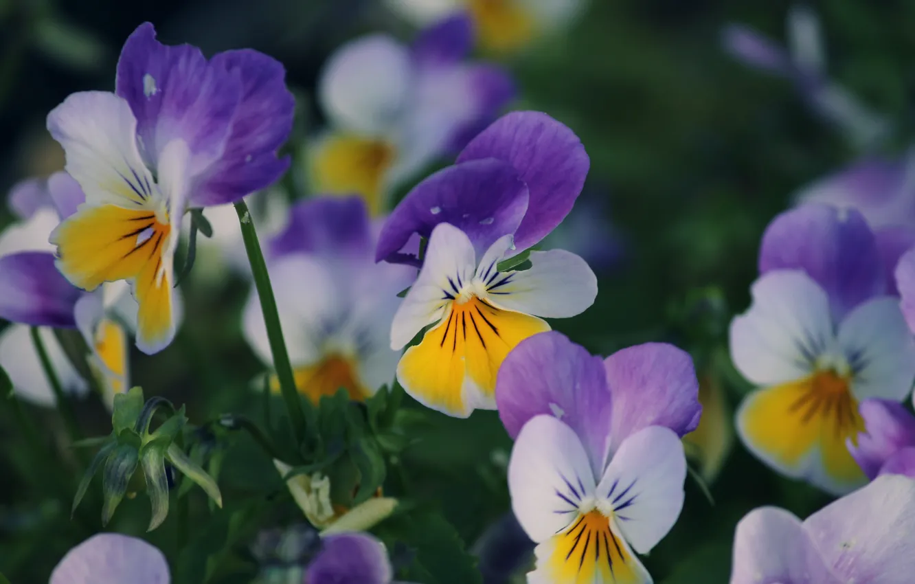 Photo wallpaper flowers, Pansy, flowerbed, bokeh, violet, viola, lilac with yellow