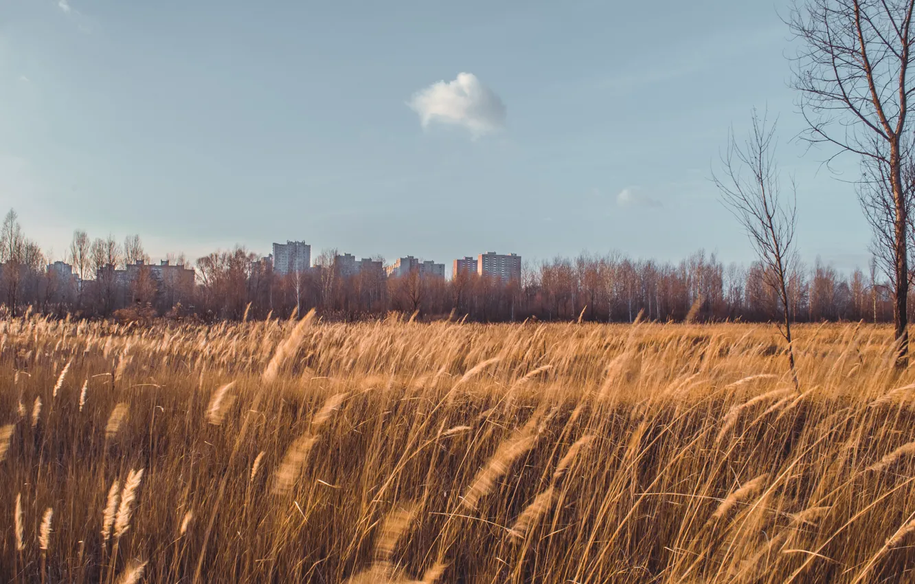 Photo wallpaper wheat, field, the sky, ears, Ukraine, the suburbs