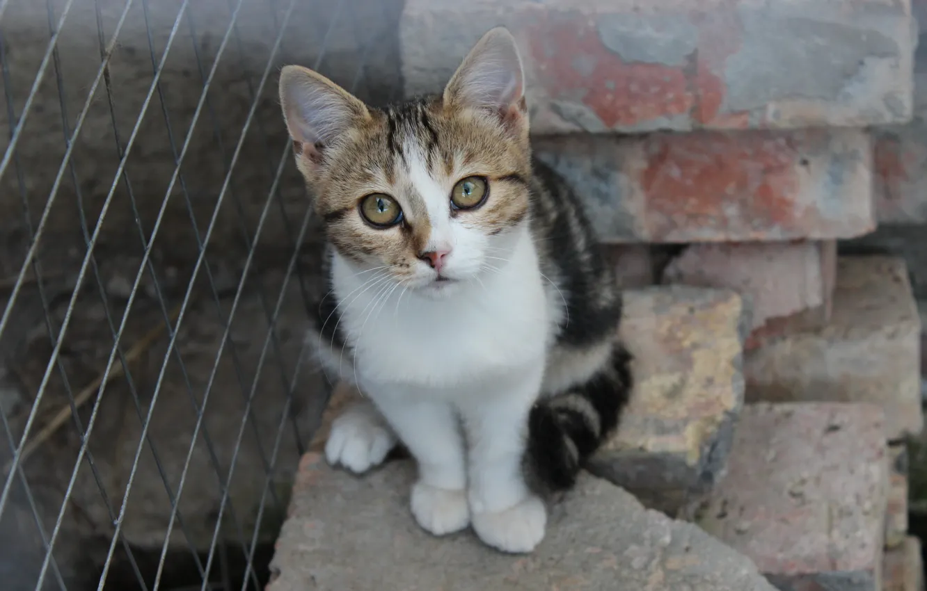 Photo wallpaper cat, animal, kitty