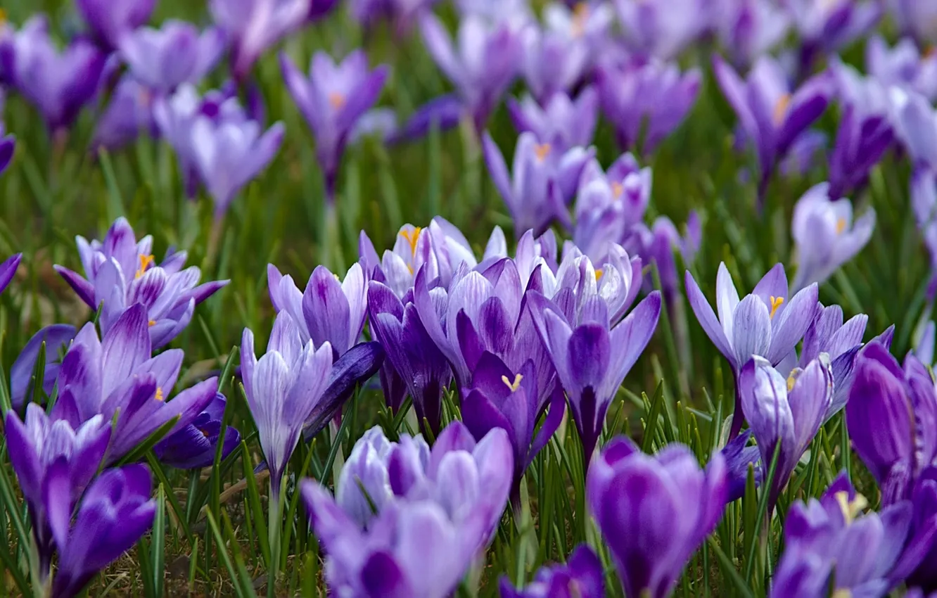 Photo wallpaper purple, spring, crocuses, saffron