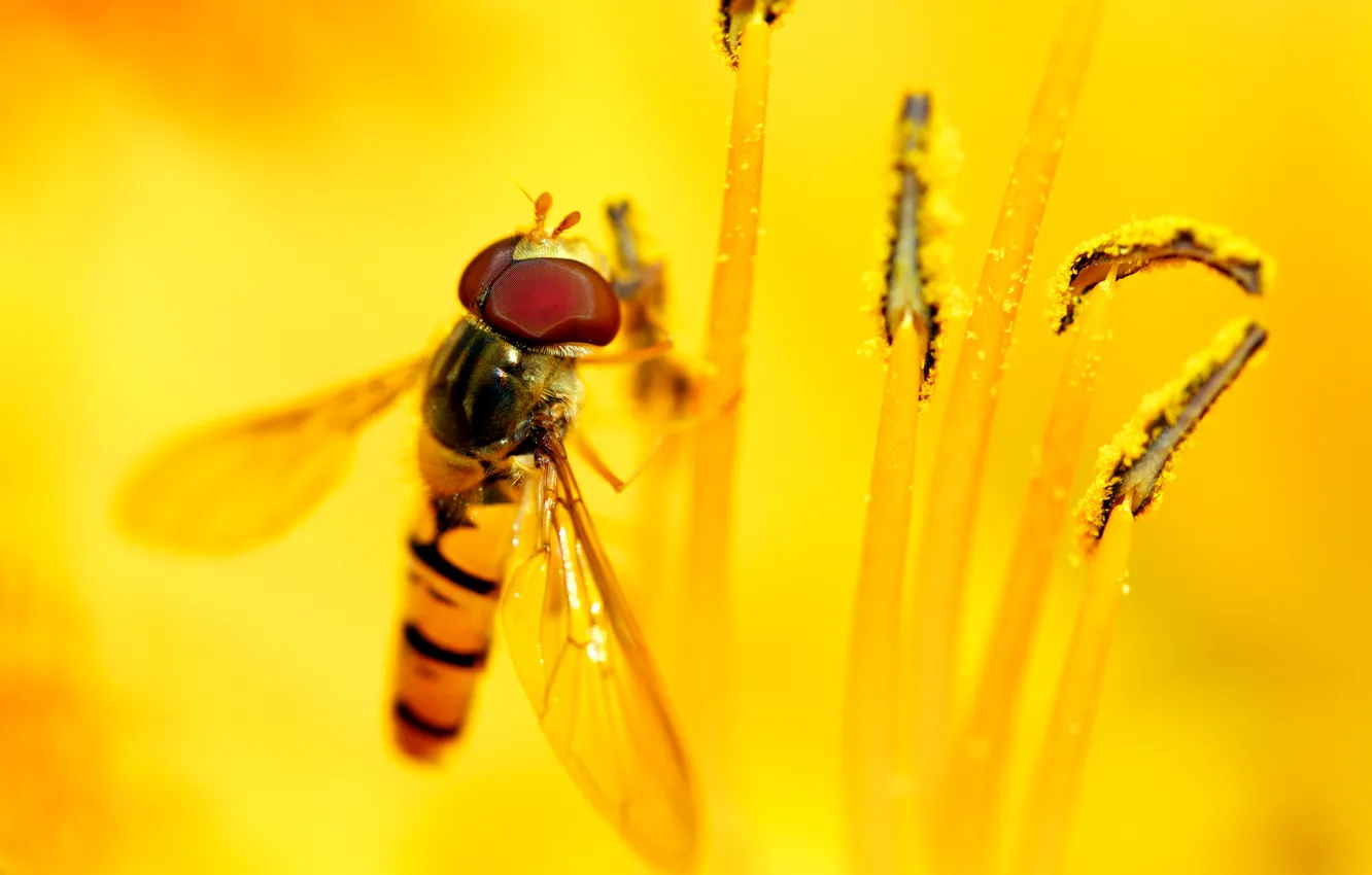 Photo wallpaper flower, wings, stamens, insect, drone