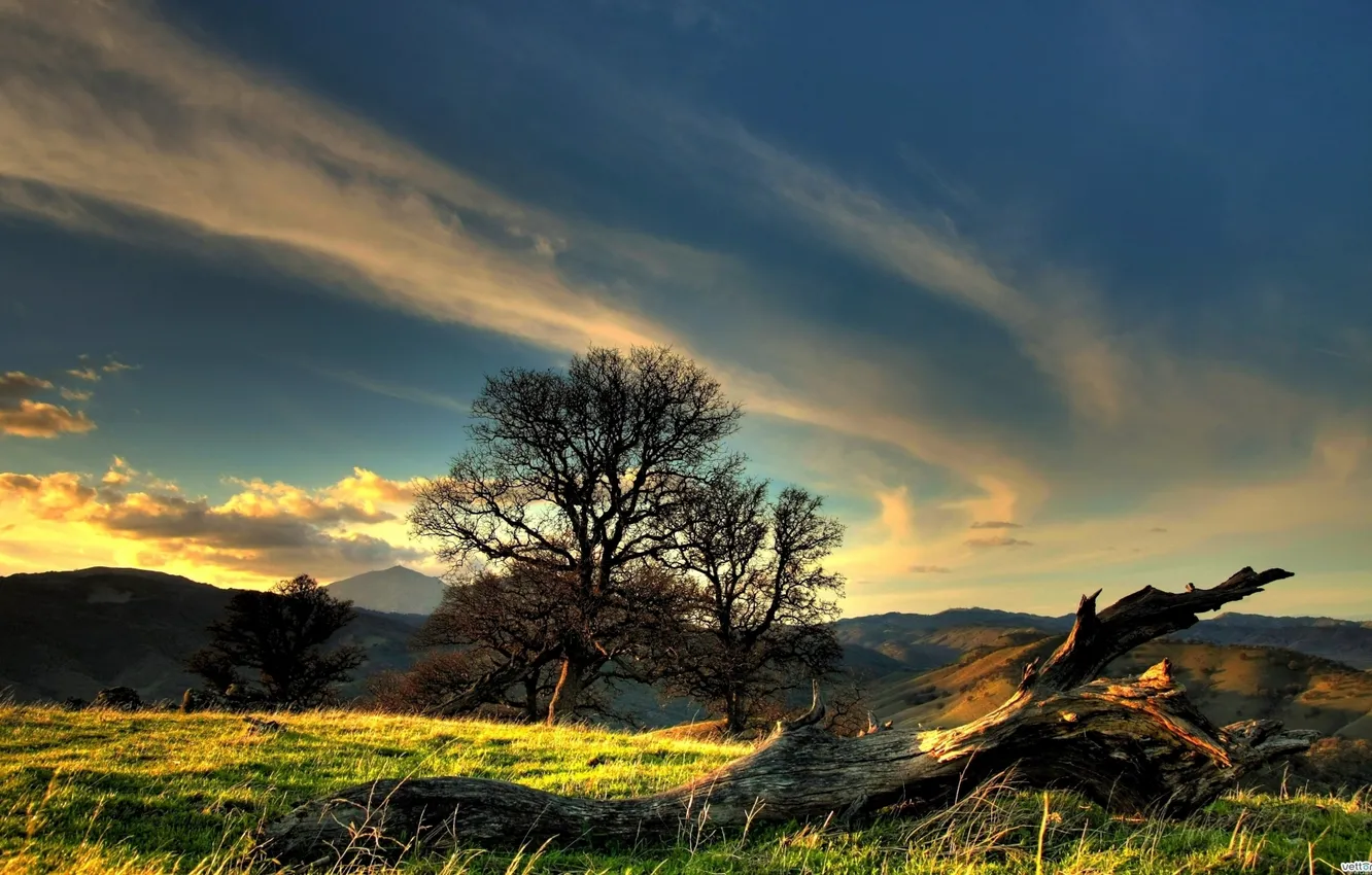 Photo wallpaper forest, the sky, grass, trees, hills, grass, sky, trees