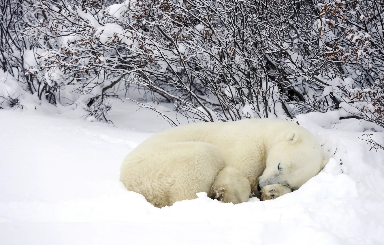 Photo wallpaper winter, forest, snow, Polar bear