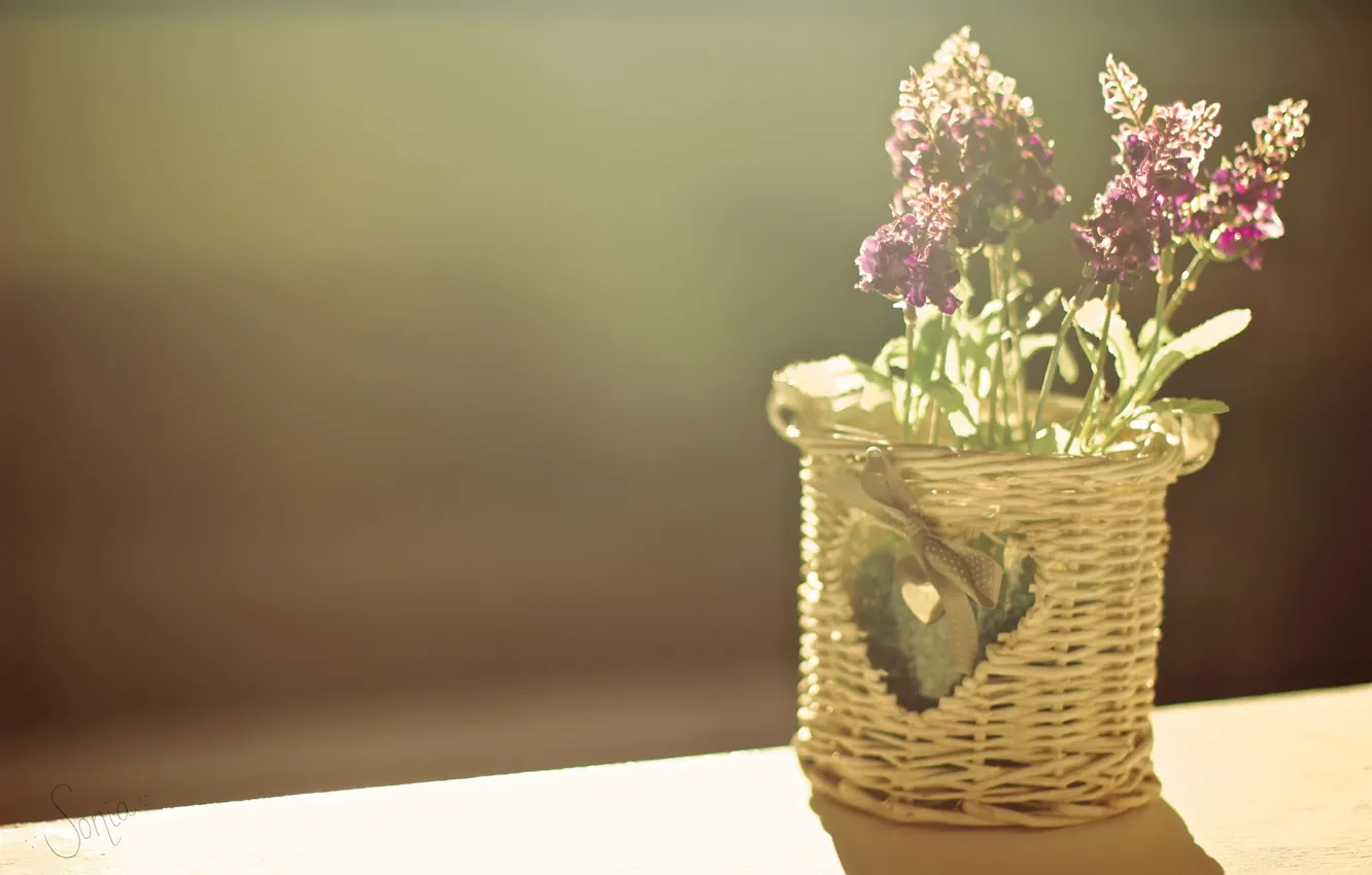 Photo wallpaper flowers, background, lavender