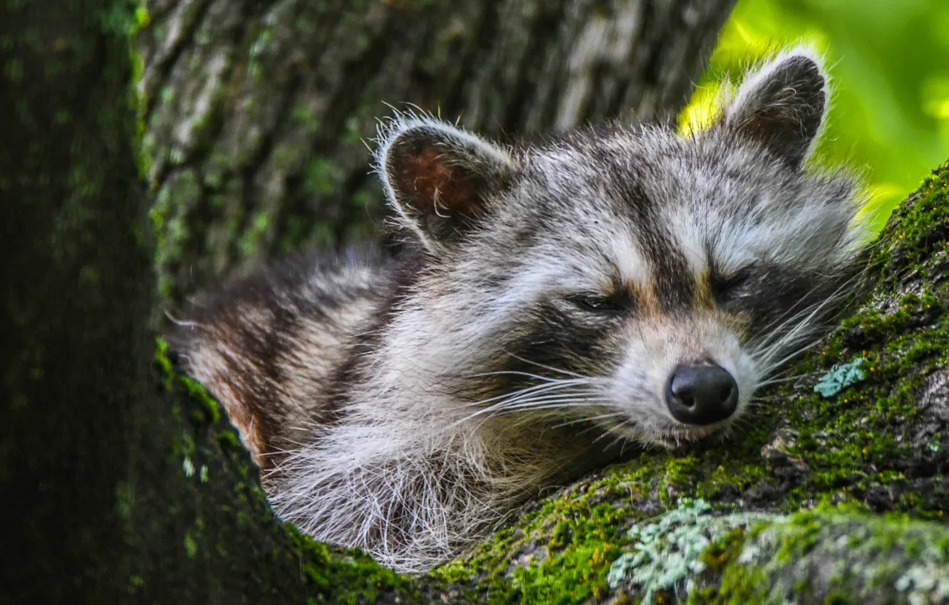 Photo wallpaper trees, moss, sleep, portrait, sleeping, raccoon, lies, face