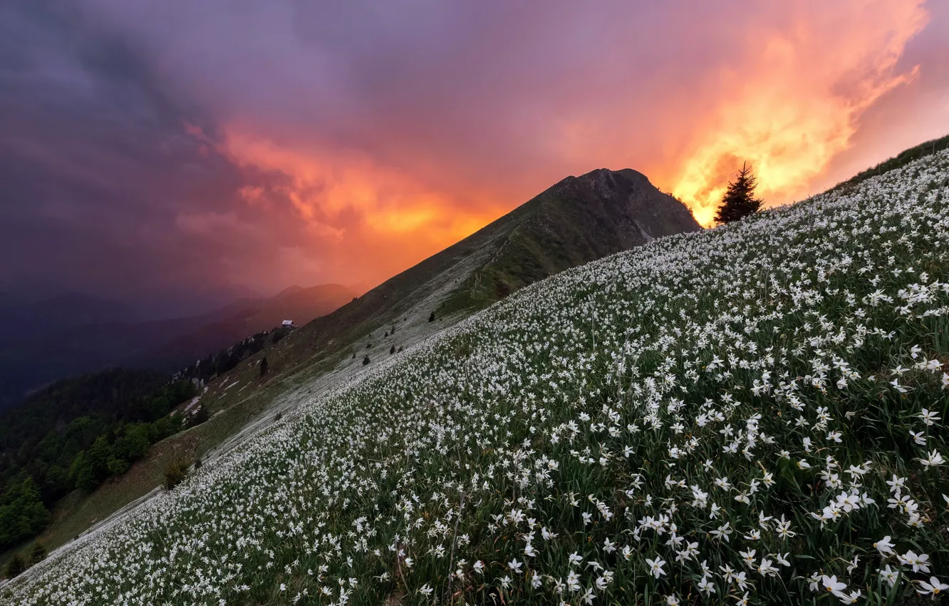 Photo wallpaper sunset, flowers, mountain