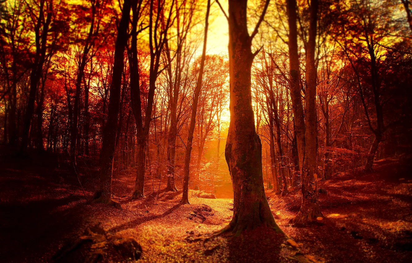 Photo wallpaper forest, the sun, trees, sunset, the evening