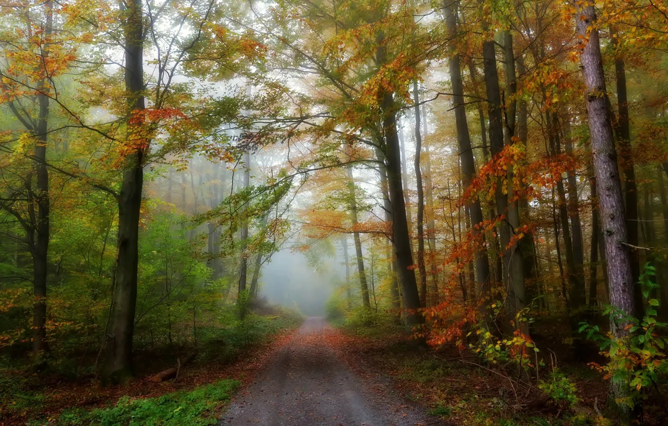 Photo wallpaper road, autumn, forest, fog