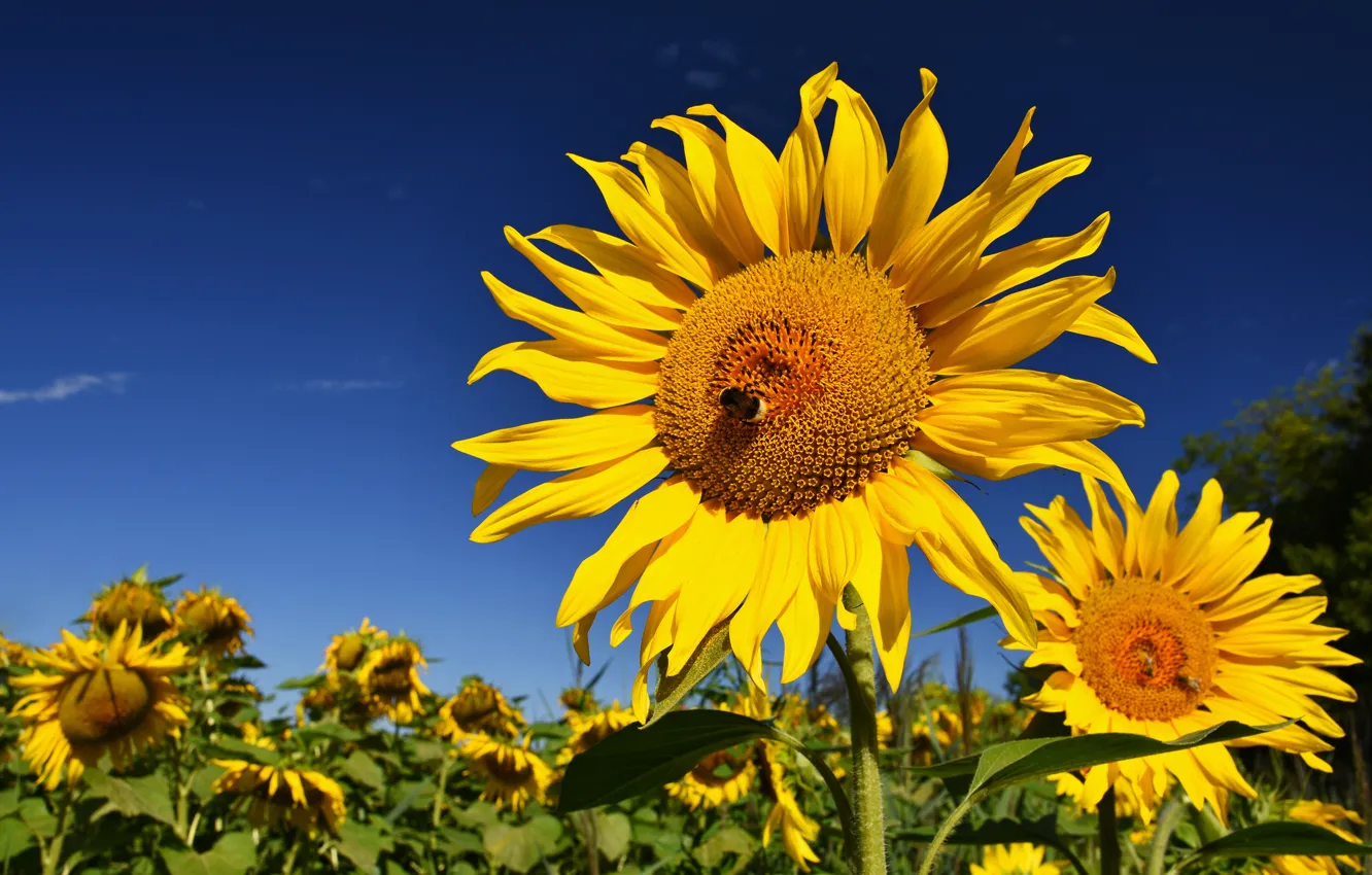 Photo wallpaper summer, the sky, sunflowers, flowers, yellow, nature, blue, bee