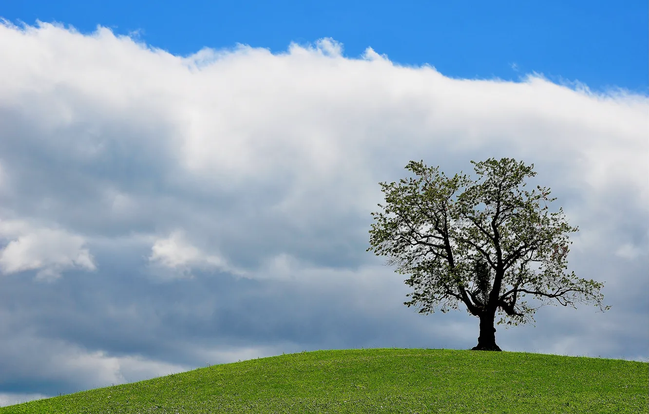 Photo wallpaper the sky, grass, clouds, tree, hill