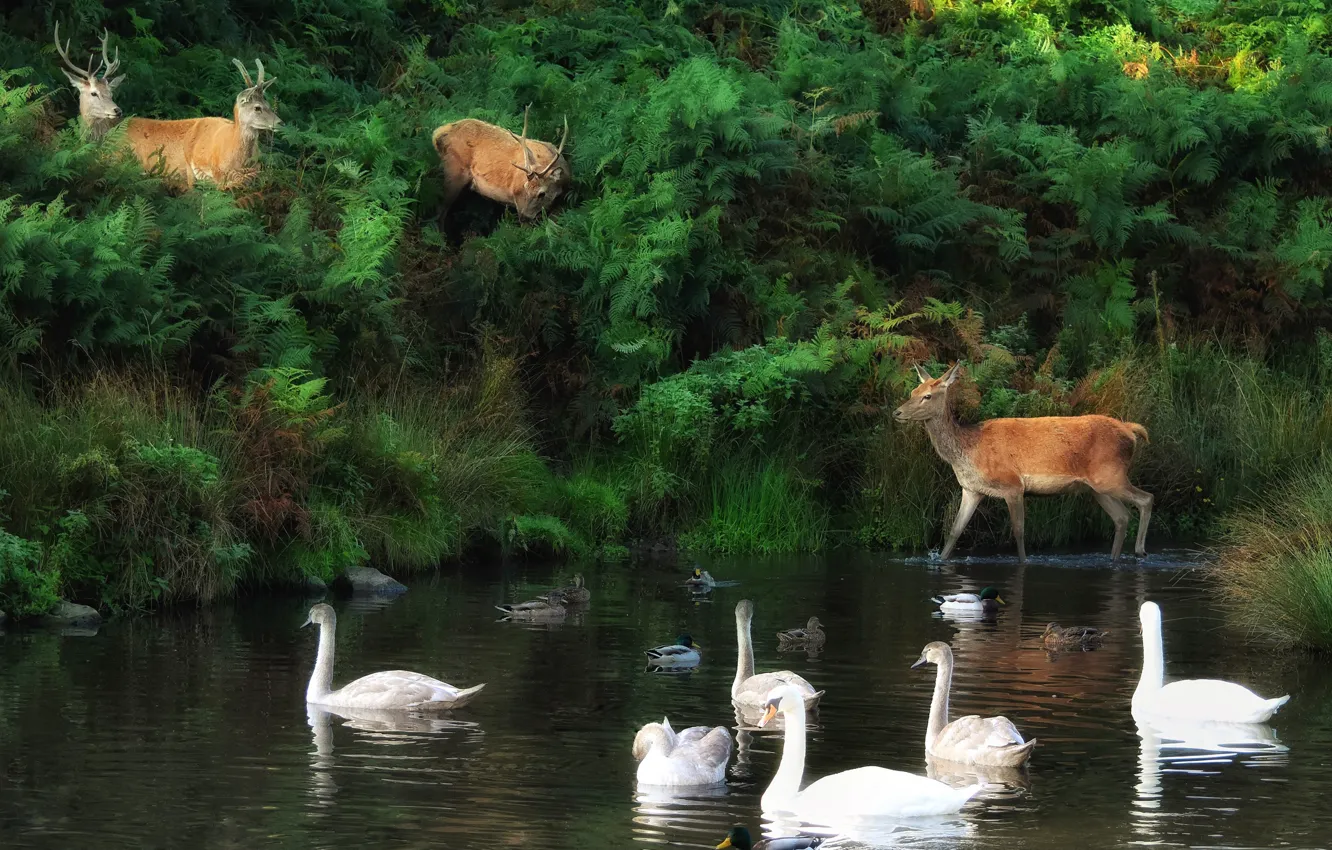 Photo wallpaper nature, bird, shore, duck, deer, swans, pond, the herd