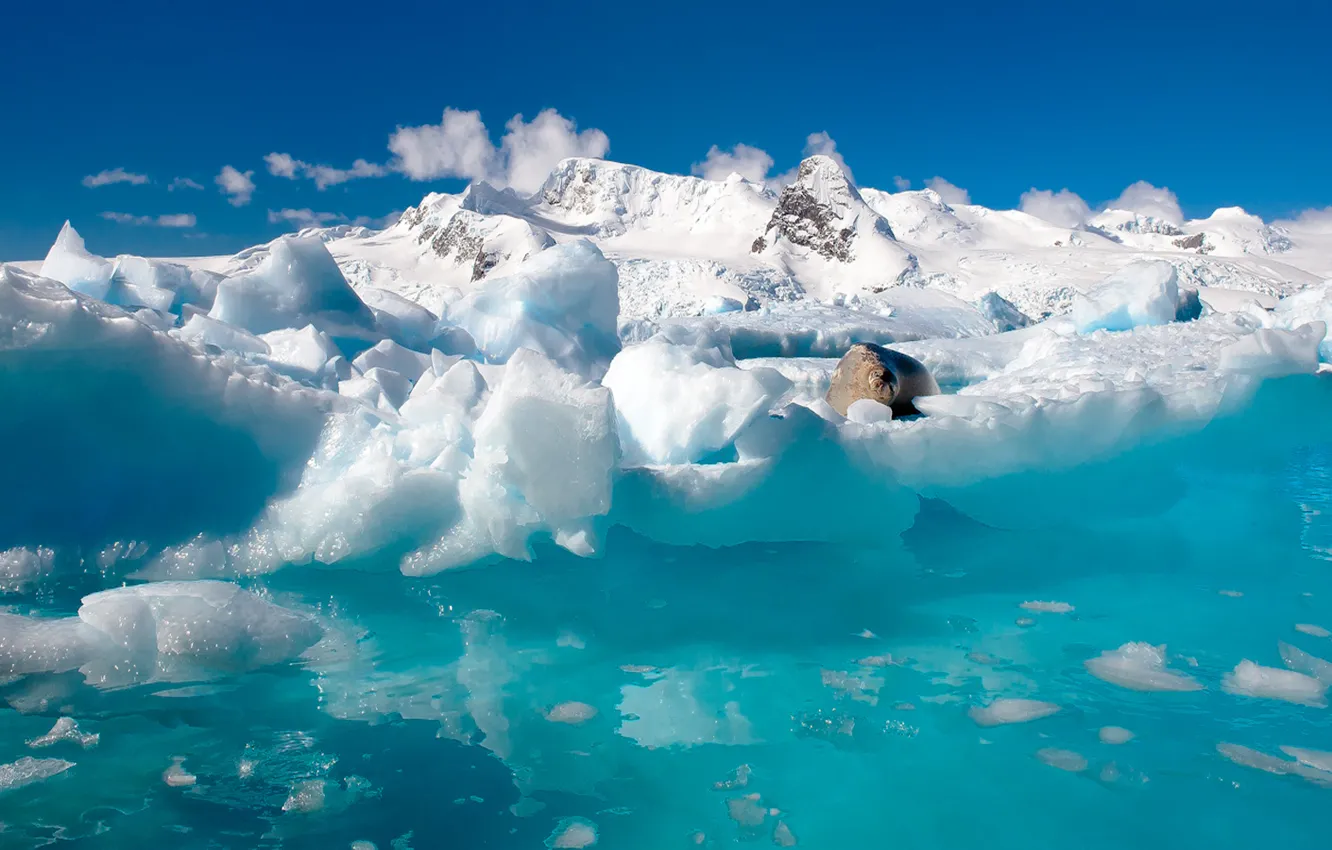 Photo wallpaper water, snow, nature, the ocean, seal, ice, North, Antarctica