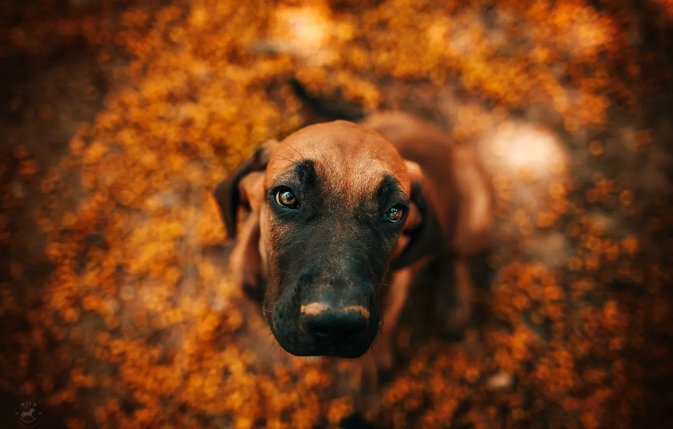 Photo wallpaper autumn, puppy, bokeh