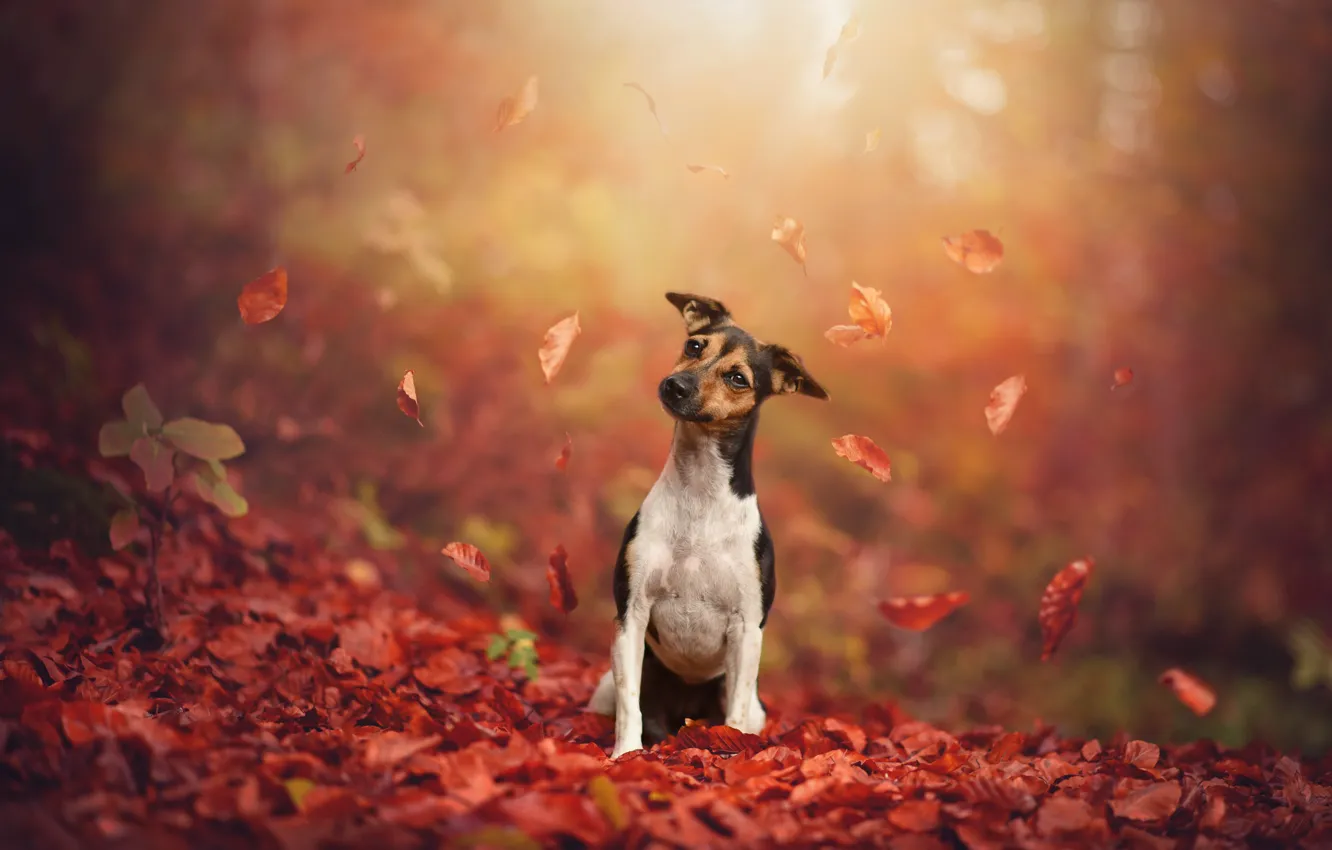 Photo wallpaper autumn, look, leaves, light, nature, fog, Park, foliage