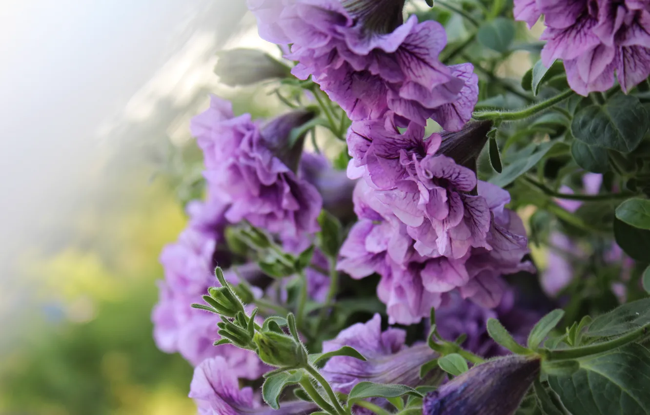 Photo wallpaper flowers, lilac, bokeh, Petunia