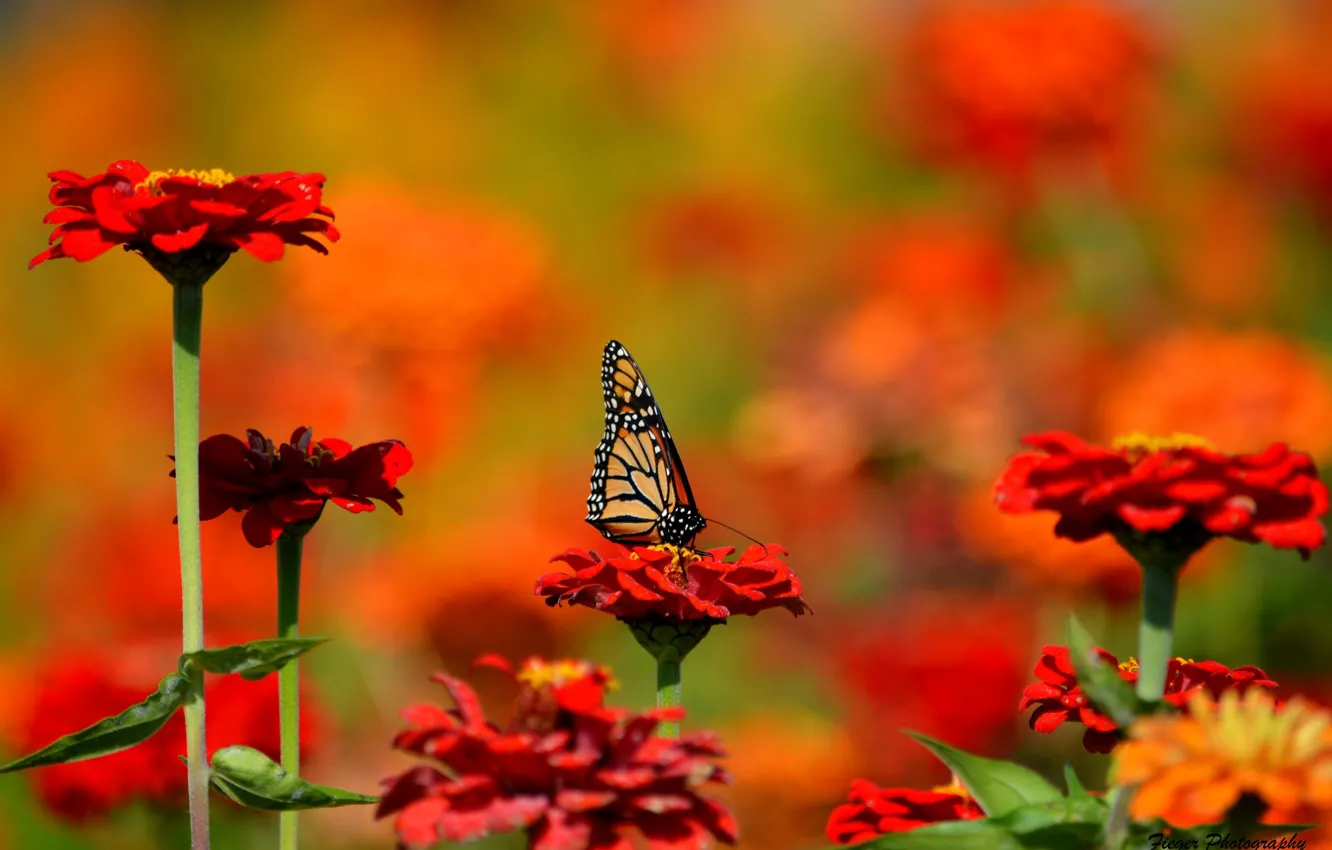 Photo wallpaper flowers, nature, butterfly, insect