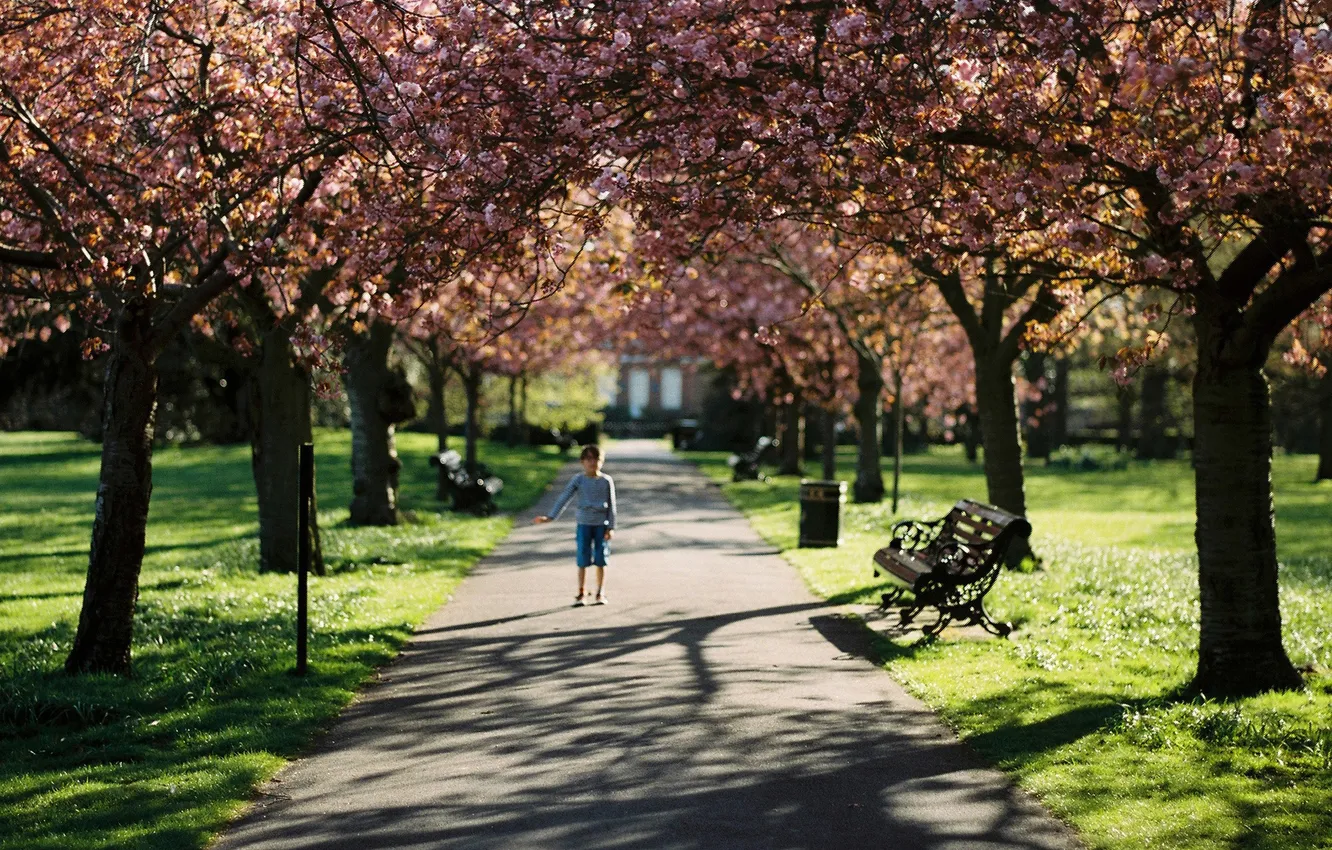 Photo wallpaper spring, boy, alley