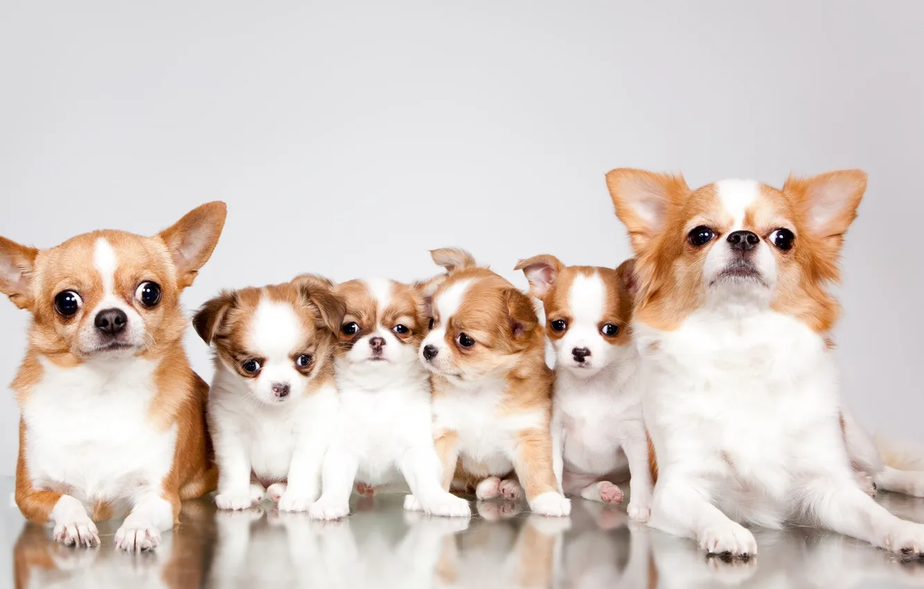 Photo wallpaper family, puppies, Chihuahua, cute