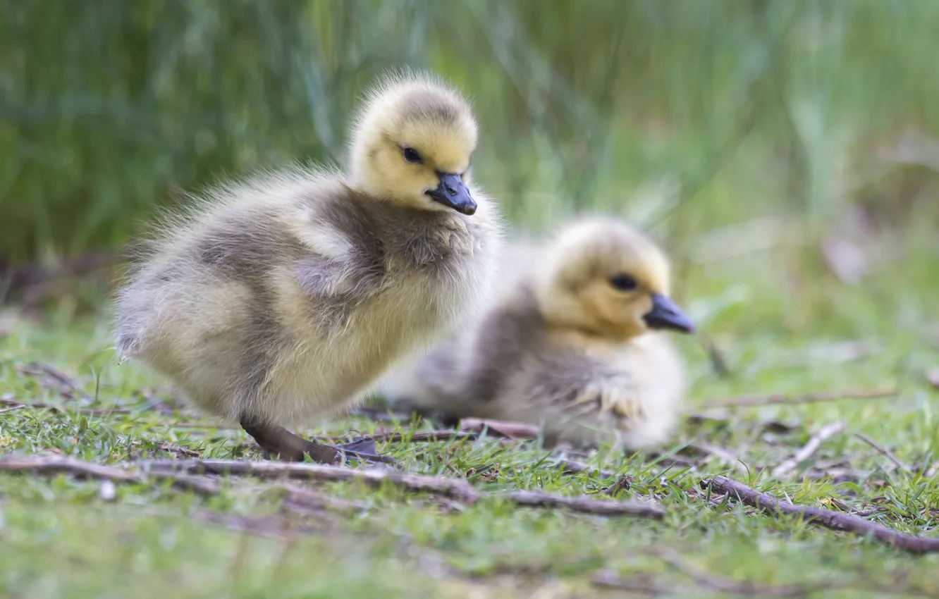Photo wallpaper grass, baby, Chicks, the goslings