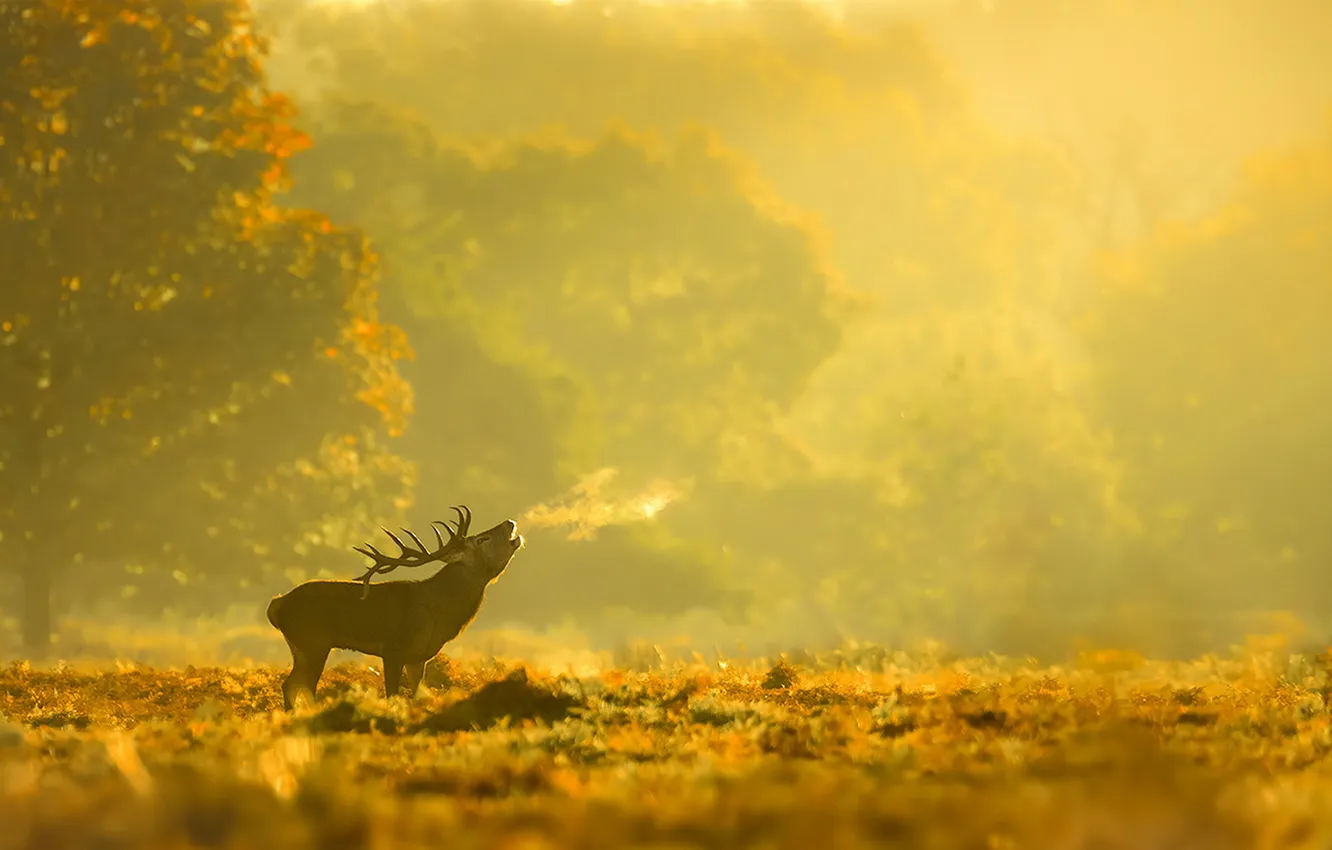 Photo wallpaper autumn, nature, deer, morning