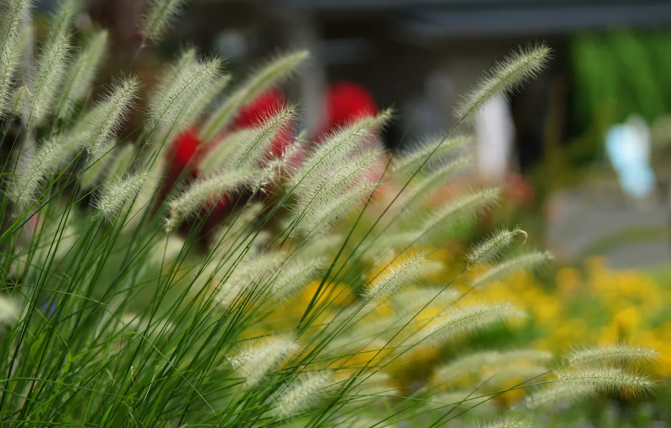 Photo wallpaper grass, blur, spikelets, fluffy