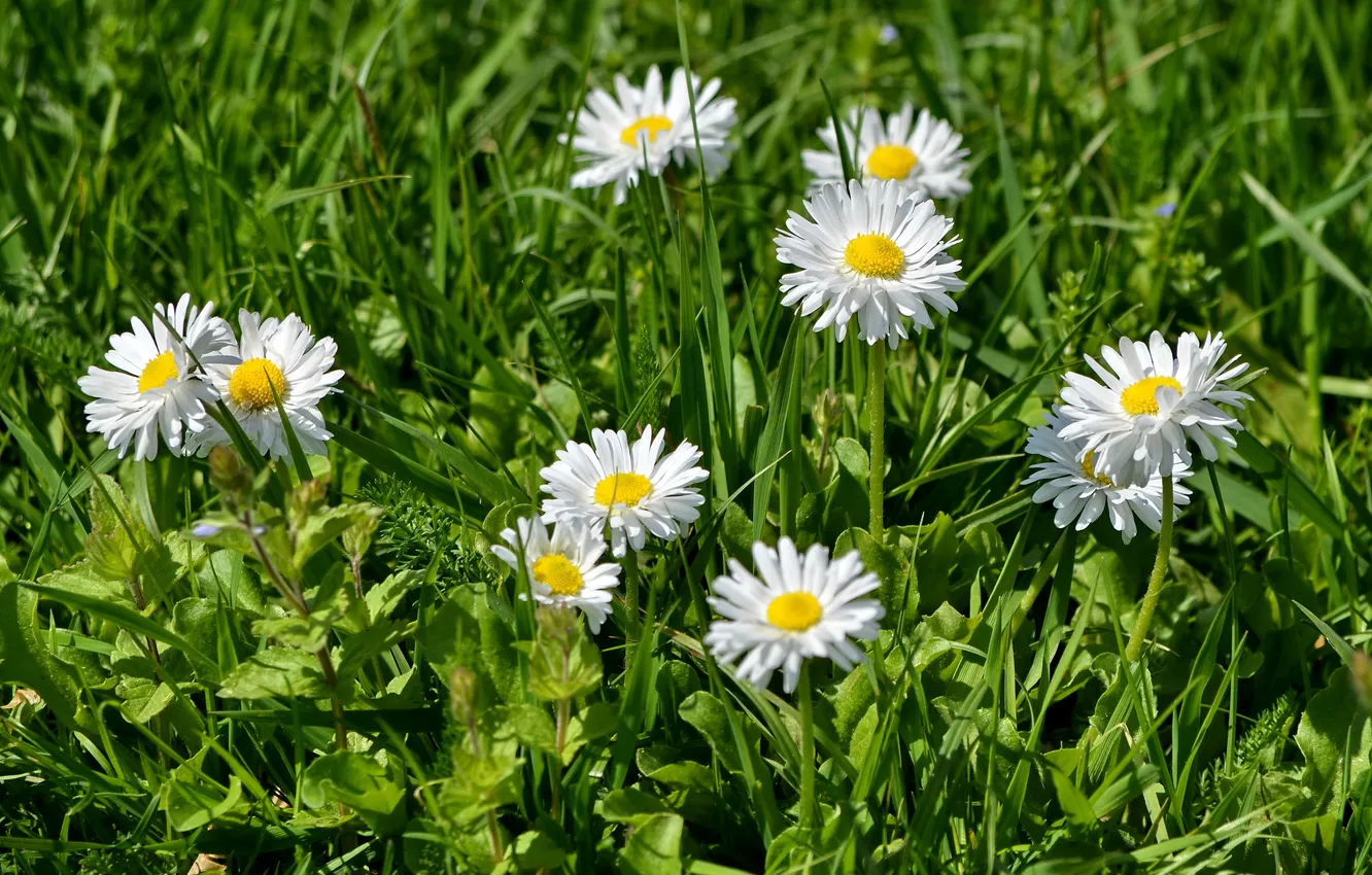 Photo wallpaper greens, grass, Daisy
