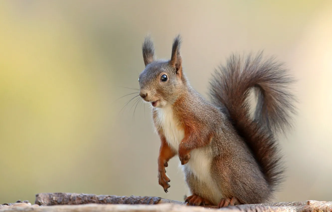 Photo wallpaper protein, pussy, stand, rodent