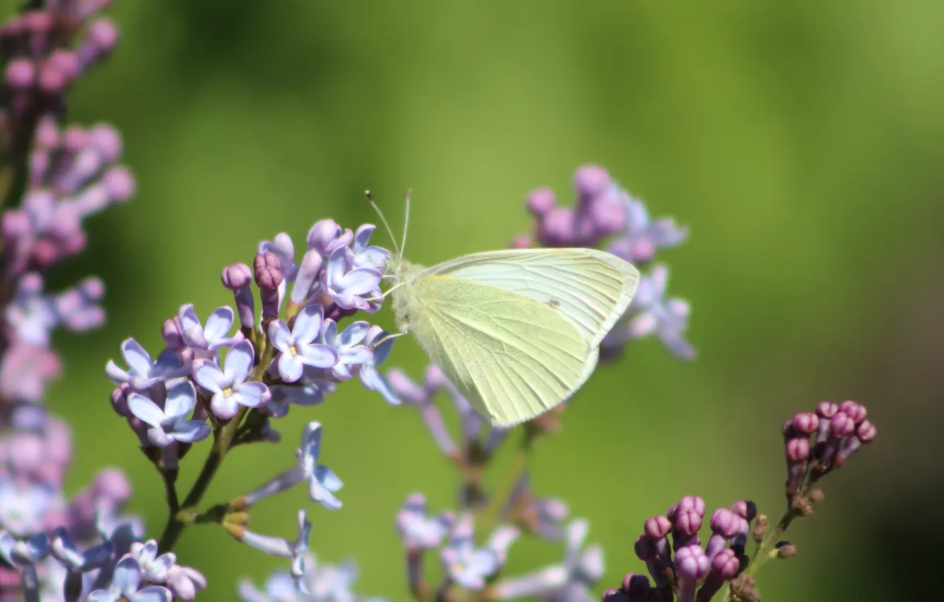 Photo wallpaper flower, butterfly, spring, blooming