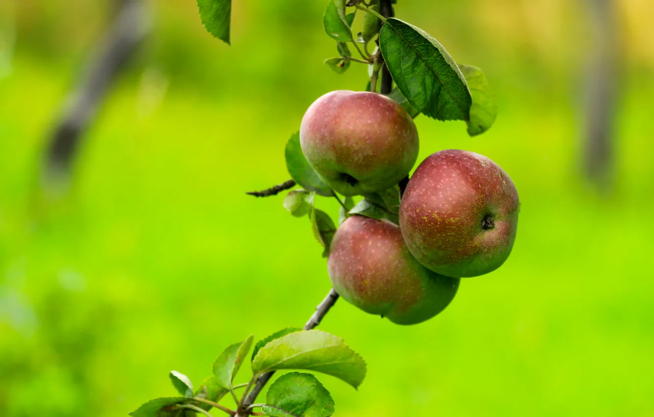 Photo wallpaper apple, fruit, twig