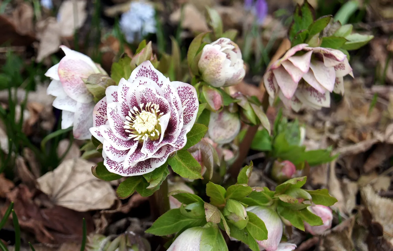 Photo wallpaper flowers, dry leaves, bushes, hellebore, Helleborus