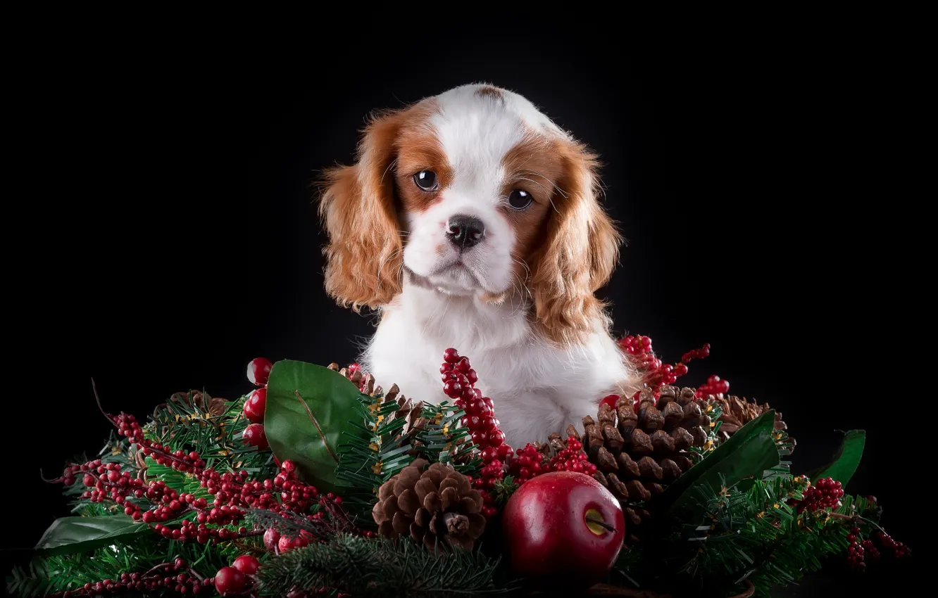 Photo wallpaper Apple, spruce, cute, puppy, bumps, breed, The cavalier king Charles Spaniel