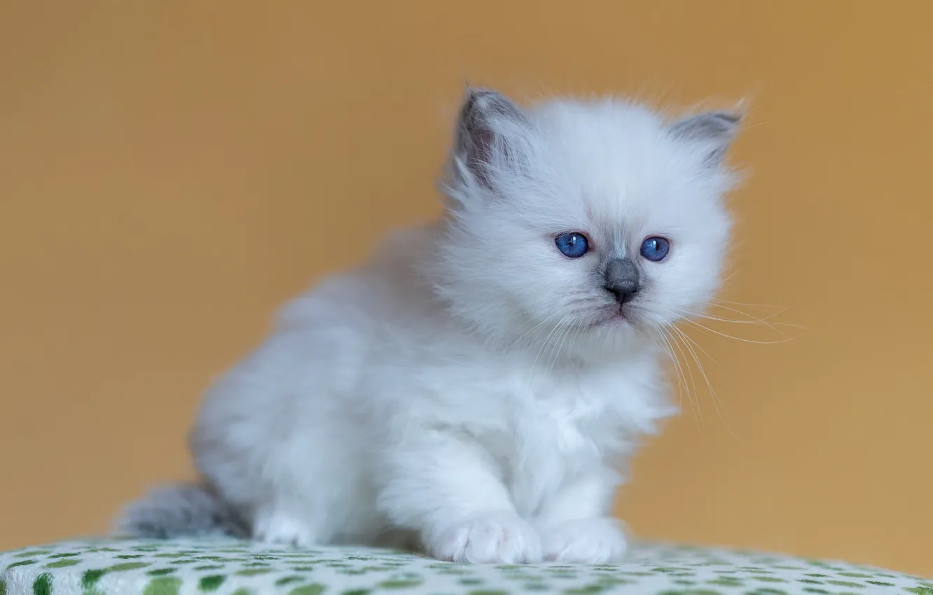 Photo wallpaper cat, white, look, pose, background, portrait, baby, muzzle