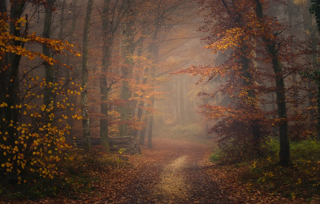 Photo wallpaper road, autumn, forest, trees, branches, nature, fog, Park