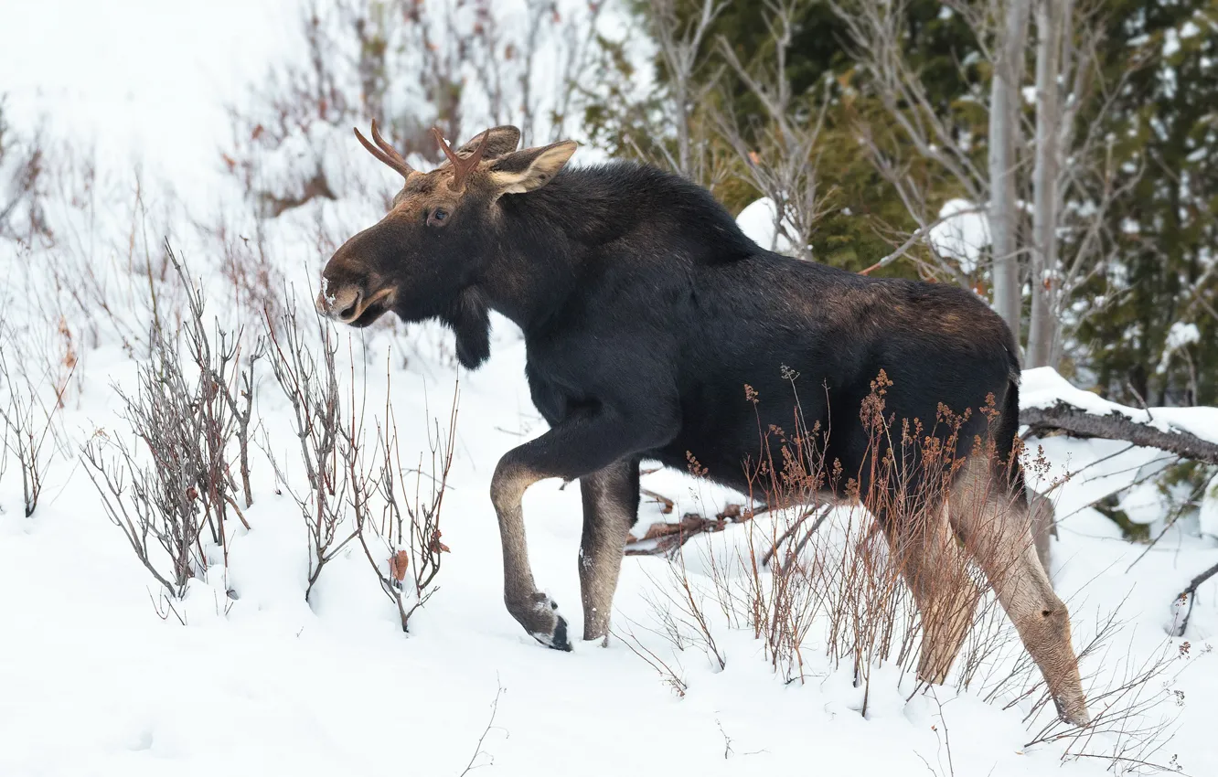 Photo wallpaper winter, nature, moose