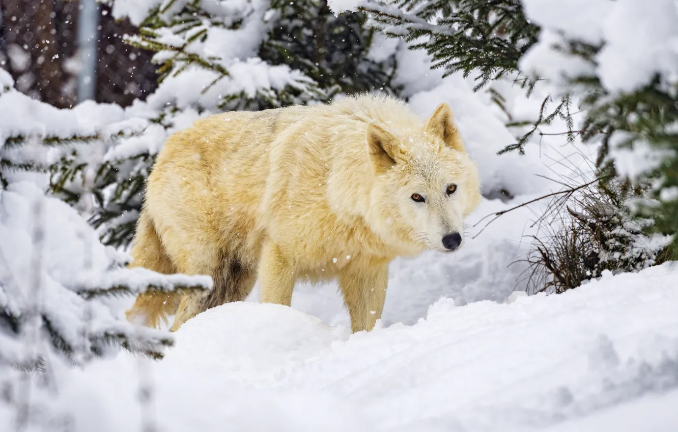 Photo wallpaper winter, forest, white, look, face, snow, branches, wolf