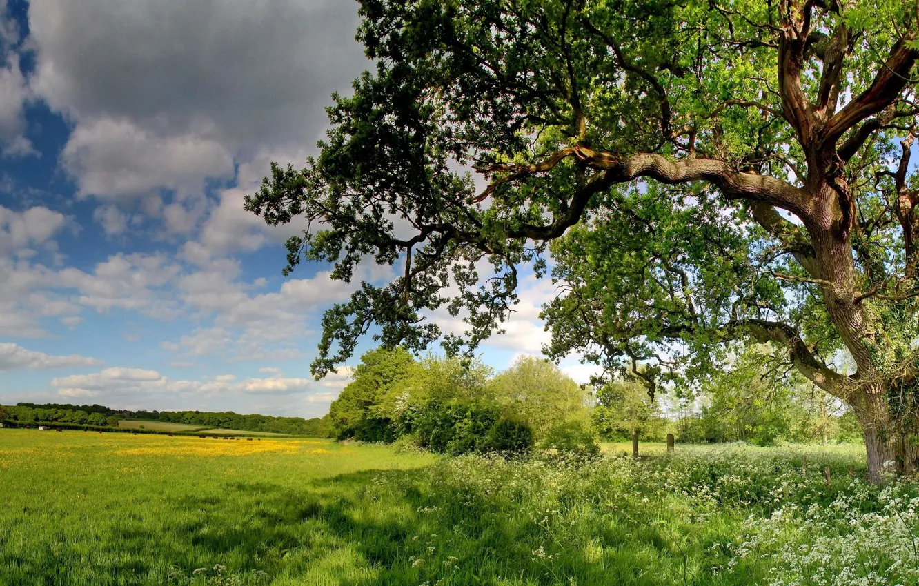 Photo wallpaper the sky, trees, nature