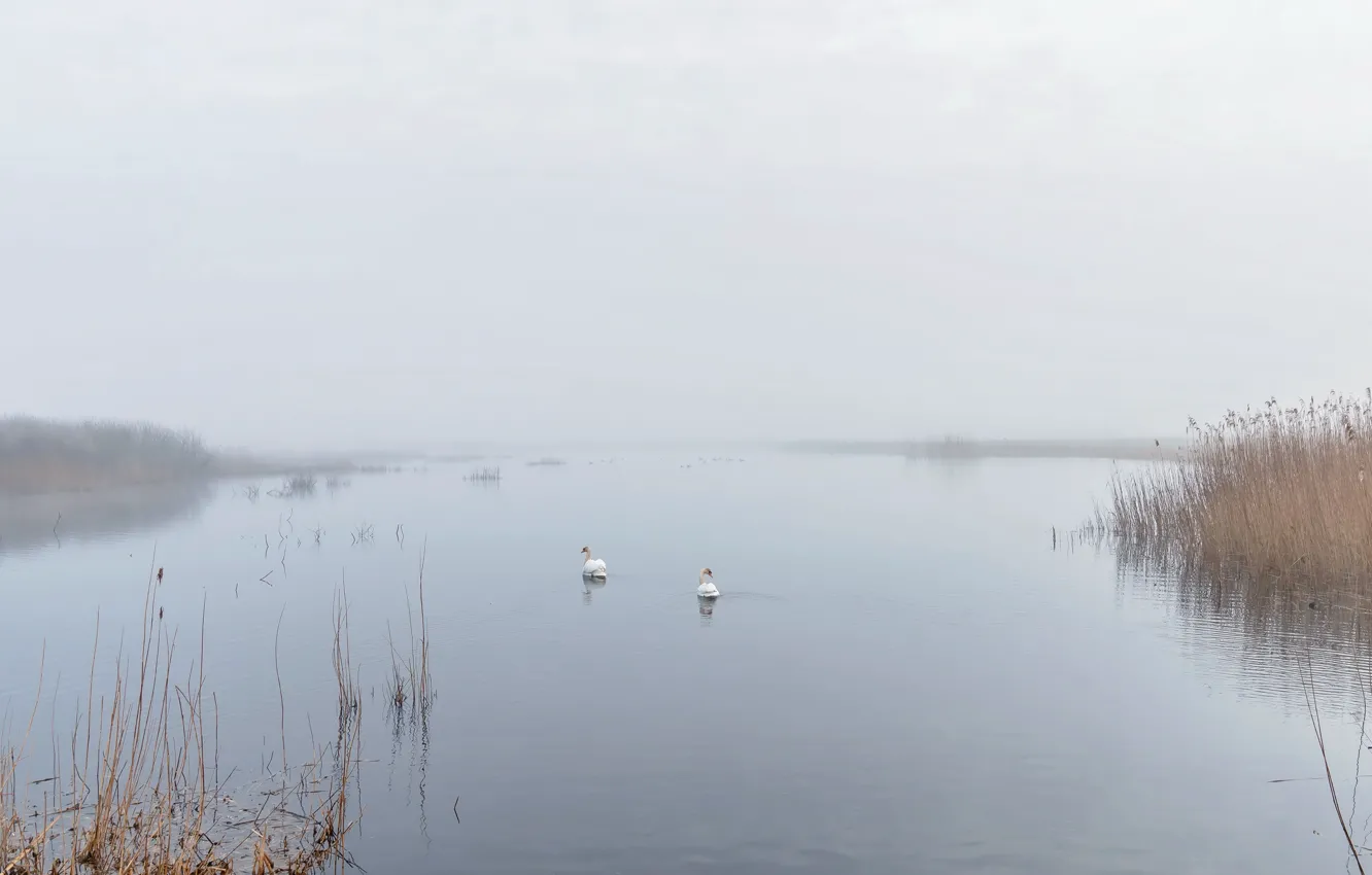 Photo wallpaper fog, lake, swans