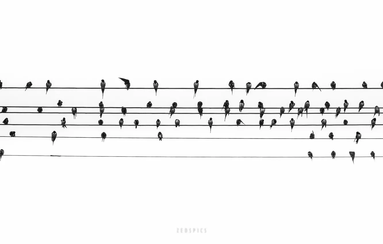 Photo wallpaper birds, notes, music, wire