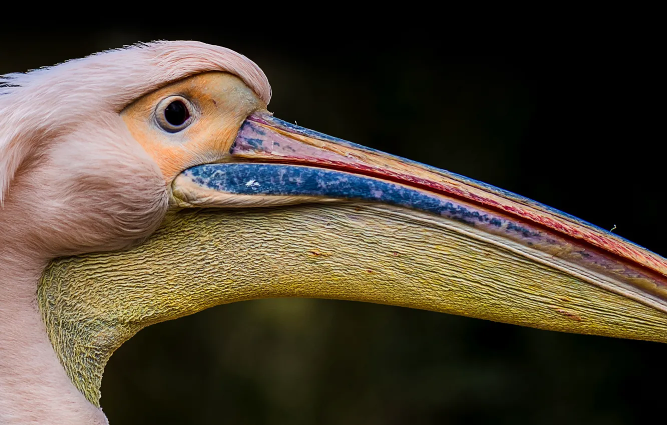 Photo wallpaper bird, beak, Pelican