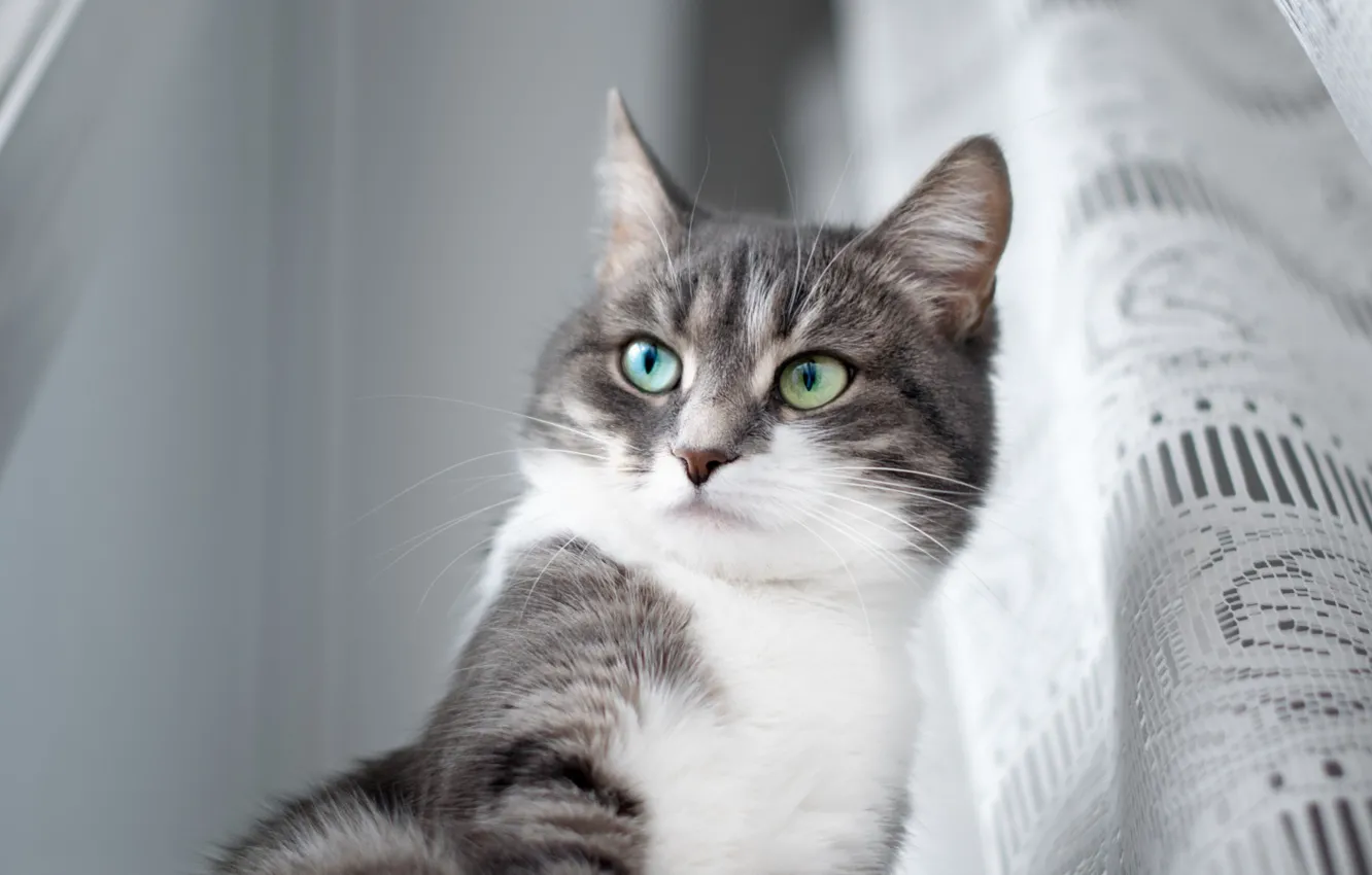 Photo wallpaper eyes, cat, look, blind