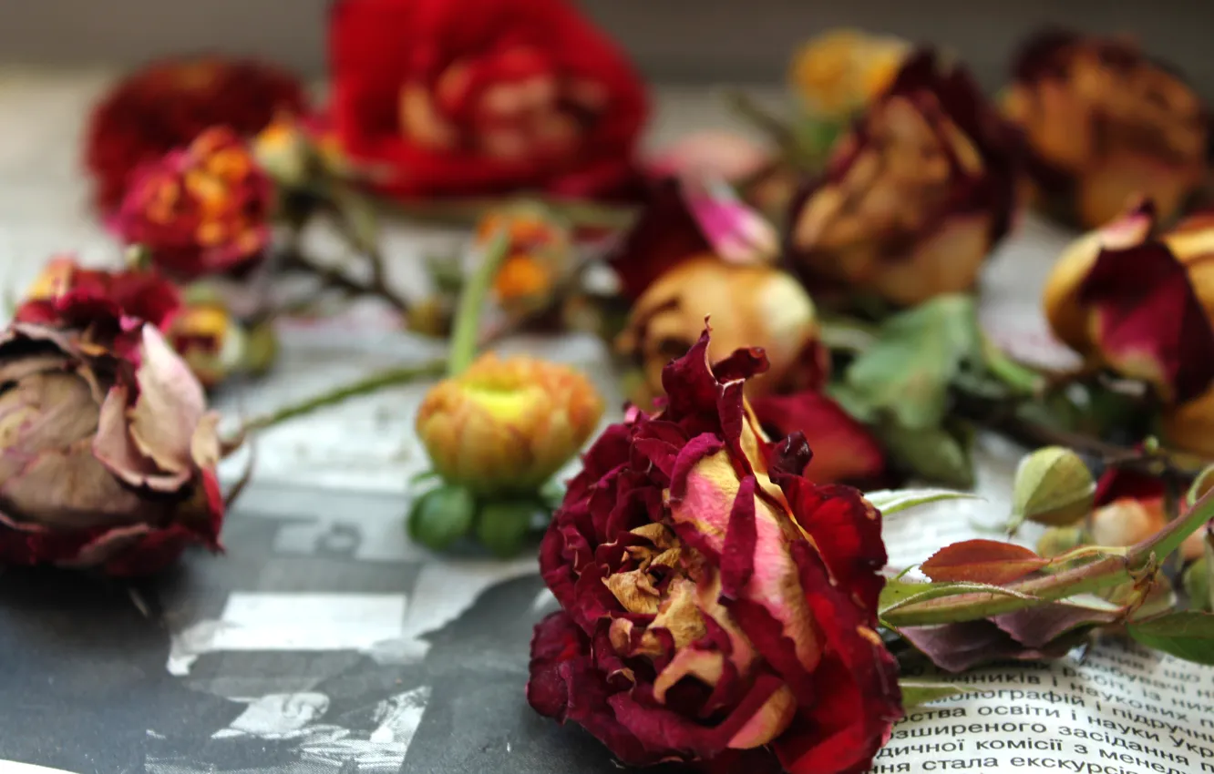 Photo wallpaper flowers, rose, roses, newspaper, vintage, the dried flowers