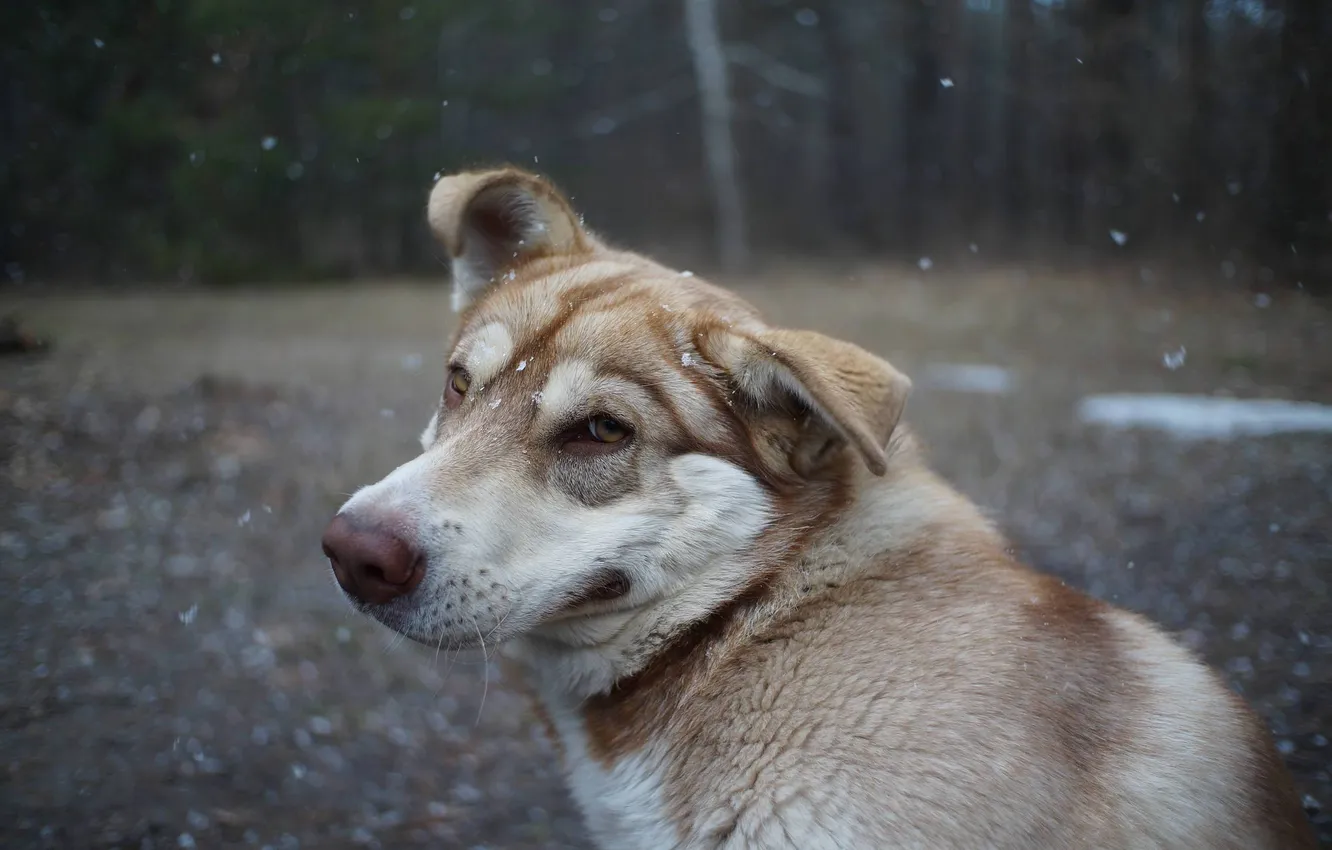 Photo wallpaper snow, dog, eared, looked