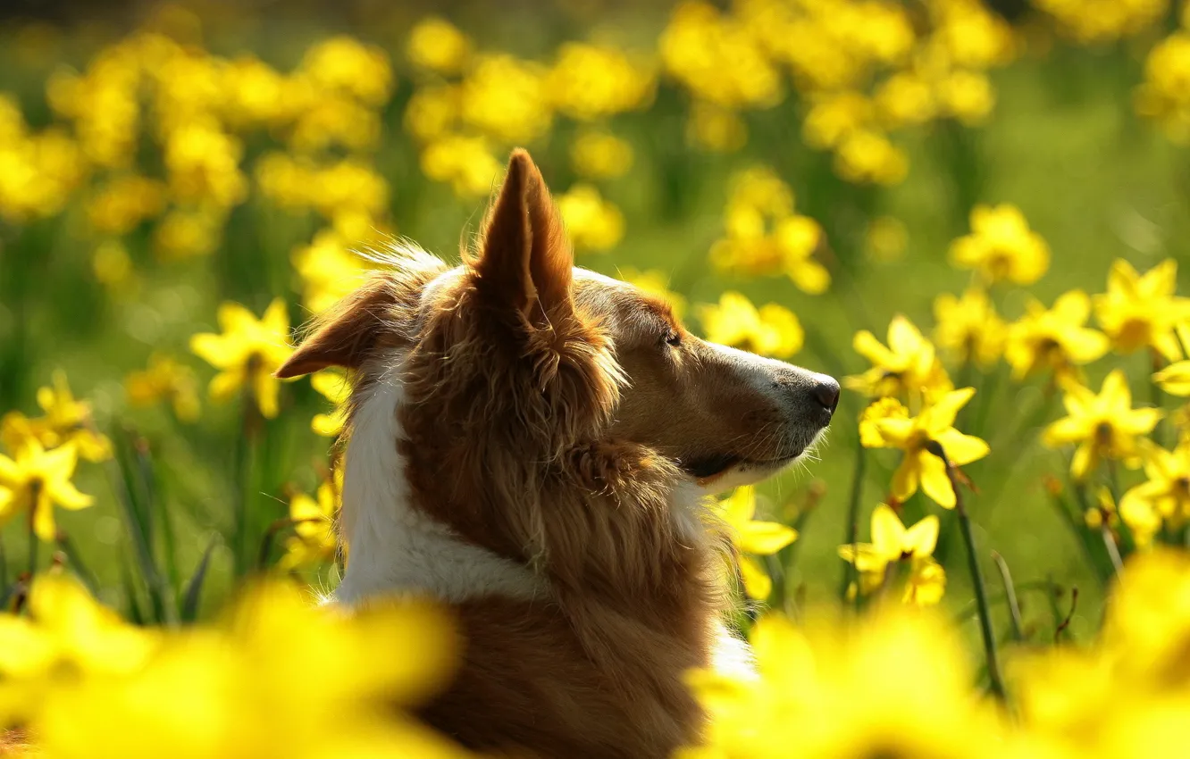 Photo wallpaper field, flowers, dog