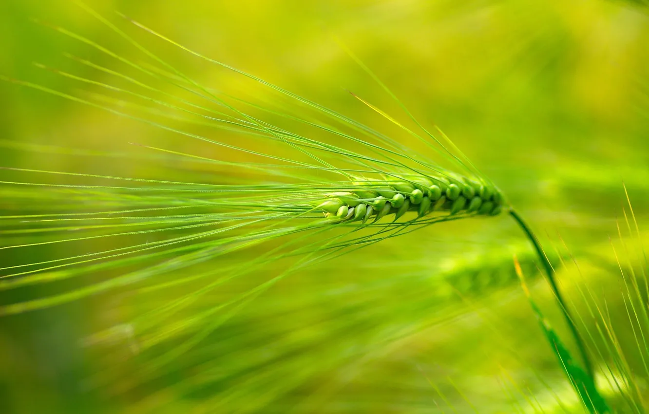 Photo wallpaper greens, grass, spikelets